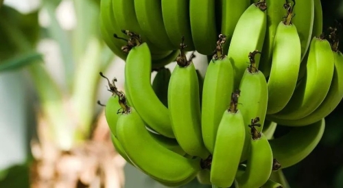 香蕉产业案例分析